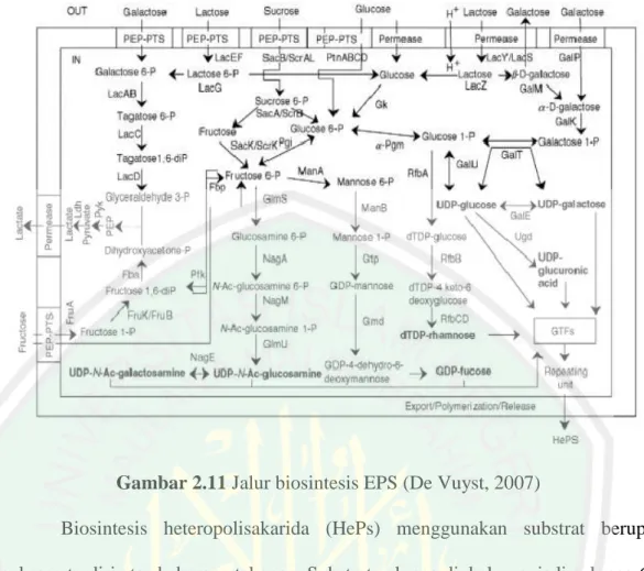 Gambar 2.11 Jalur biosintesis EPS (De Vuyst, 2007) 