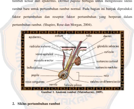 Gambar 1. Anatomi rambut (Mutsuharmy, 2009).
