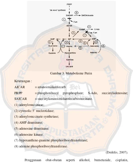 Gambar 3. Metabolisme Purin