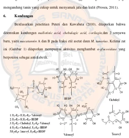 Gambar 1. Kandungan senyawa yang diisolasi dari M. tanarius : (1) mallotinicacid, (2) corilagin, (3) macatannin A , (4) chebulagic acid dan (5) macatannin B