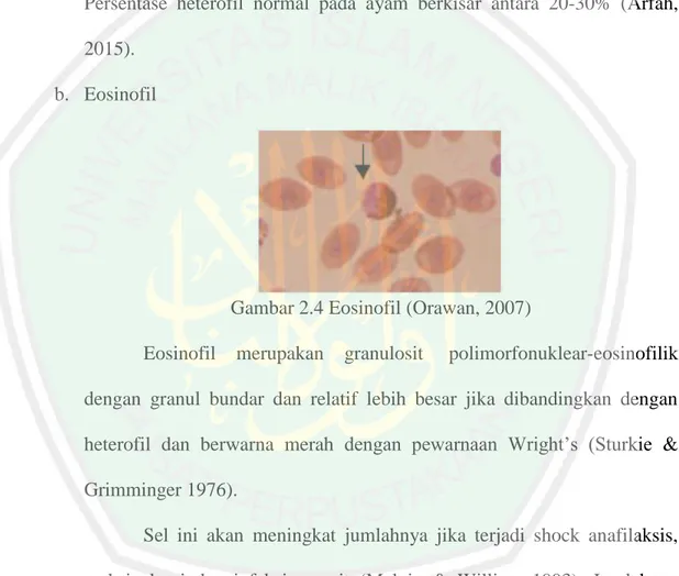 Gambar 2.4 Eosinofil (Orawan, 2007) 