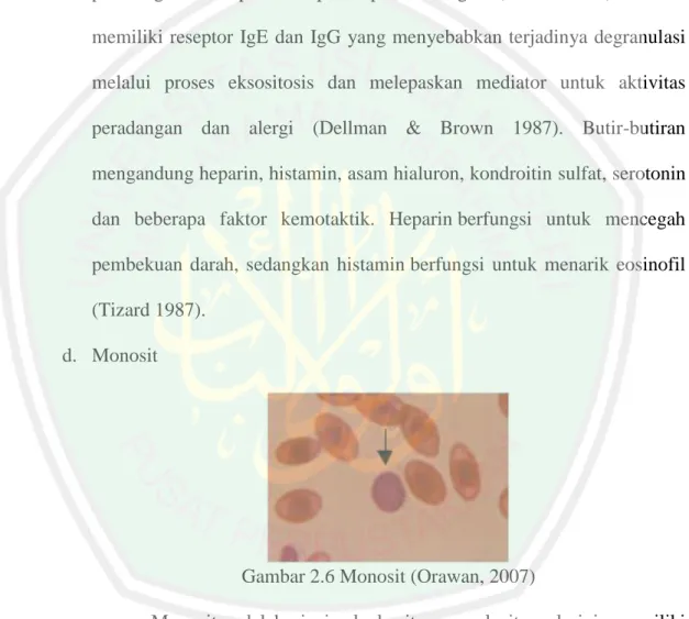 Gambar 2.6 Monosit (Orawan, 2007) 