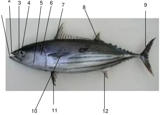 Gambar 1. Bentuk umum serta bagian-bagian tubuh ikan cakalang (Katsuwonus pelamis) (sumber : http://www.fishbase.org) 