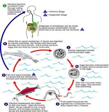 Gambar 5. Siklus hidup Anisakis sp (sumber: CaliVita | Parasites Copyrights 2011 diakses pada tanggal 23 Agustus 2010) 