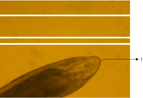 Gambar 8. Morfologi parasit  Anisakis sp., bagian anterior (40x40).   Keterangan : 1. Boring tooth  