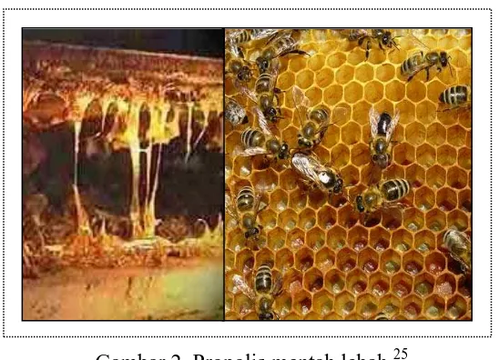 Gambar 2. Propolis mentah lebah. 25  