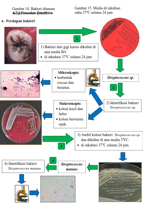 Gambar 14. Bakteri ditanam  