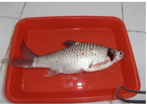 Gambar 1. Ikan yang terserang Dactylogyrus sp
