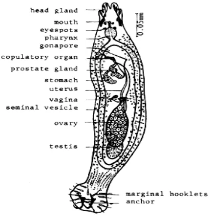 Gambar 2. Anatomi Dactilogyrus sp (Kabata, 1985)