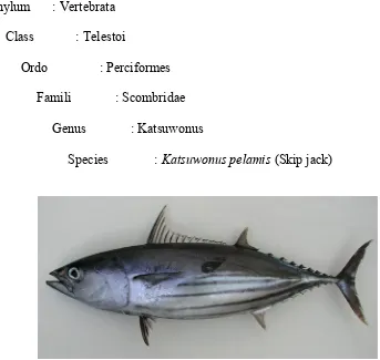Gambar  2.1. Ikan Cakalang  (Sumber: Freitas, 2015)