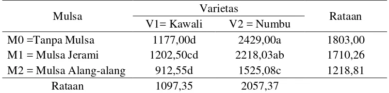 Tabel 7 menunjukkan bahwa interaksi antara varietas dan mulsa 