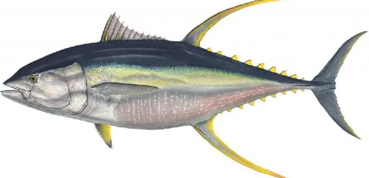Gambar 2.1 Ikan Madidihang (Syafeiet al, 1989)