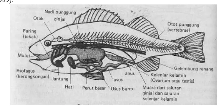 Gambar 2. Sistem pencernaan pada ikan