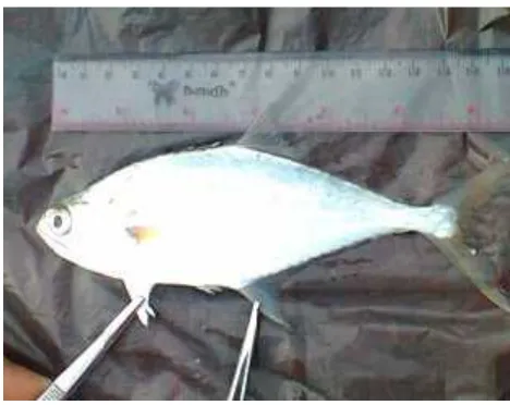 Gambar 3. Ikan mata besar
