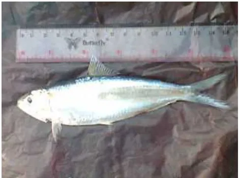 Gambar 5. Ikan tembang (Sardinella albella)