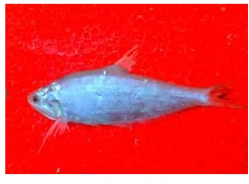 Gambar 8. Ikan teri (Stolephorus chinensis)