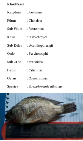 Gambar 4. Ikan Nila 
