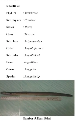 Gambar 5. Ikan Sidat 