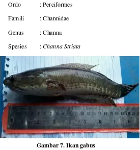 Gambar 7. Ikan gabus 