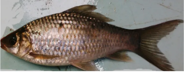 Gambar 1. Ikan Serukan (Ostheochilus sp)