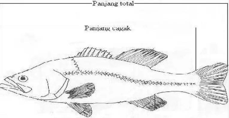 Gambar 2 : Cara pengukuran panjang ikan