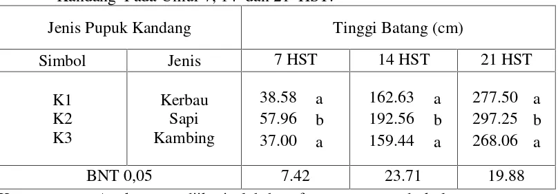 Tabel 3. Rata-rata Tinggi Batang Tanaman  Gambas pada Berbagai Jenis PupukKandang Pada Umur 7, 14  dan 21 HST.