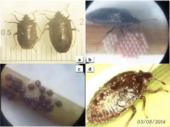 Gambar 1  :  (a). S. coarctata dewasa,  (b). S. coarctata dewasa melindungi telurnya, (c) serangga muda instar awal (d)