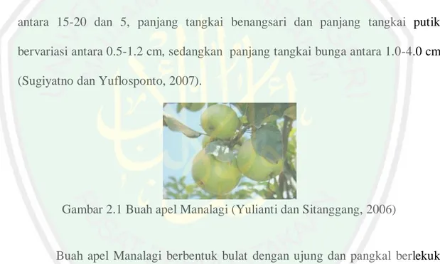 Gambar 2.1 Buah apel Manalagi (Yulianti dan Sitanggang, 2006) 
