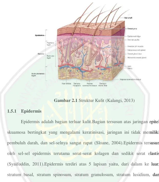 Gambar 2.1 Struktur Kulit (Kalangi, 2013)  1.5.1  Epidermis 