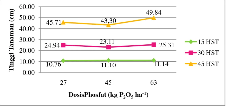 Gambar 2. Tinggi Tanaman Kedelai  pada Berbagai Dosis Phosfat Umur 15, 30dan 45 HST