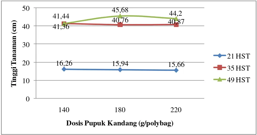 Gambar 1 tinggi tanaman umur 21, 35 dan 49 HST pada berbagai dosis pupuk kandang. 