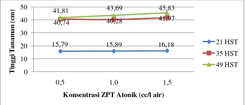 Gambar 3 tinggi tanaman umur 21, 35 dan 49 HST pada berbagai konsentrasi ZPT Atonik 