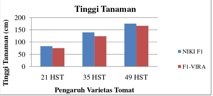 Gambar 5. Tinggi Tanaman Tomat pada umur 21, 35 dan 49 HST denganVarietas Tomat.