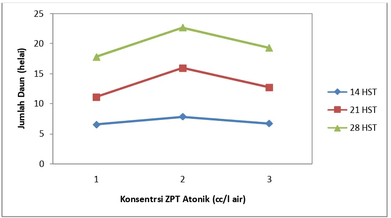 Gambar 2. Jumlah Daun Tanaman  Selada Pada Berbagai  Konsentrasi  ZPT Atonik Umur 14, 21 dan 28 HST