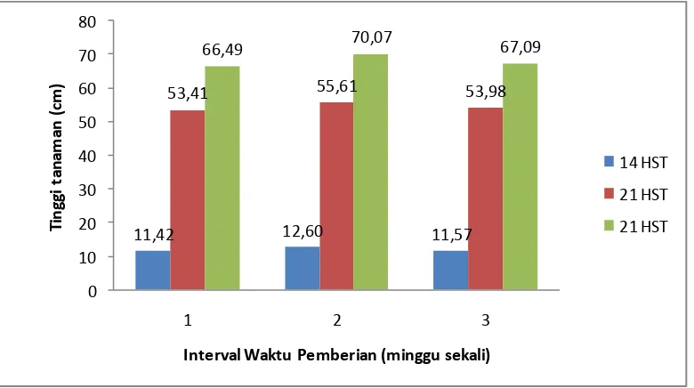 Gambar 5. Tinggi Tanaman Selada Pada Berbagai  Interval waktu Pemberian   ZPT Atonik Umur 14, 21 dan 28 HST