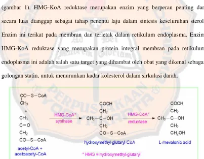 Gambar 1. Reaksi Pembentukkan Asam Mevalonat yang Dikatalisisoleh Enzim HMG-KoA Reduktase