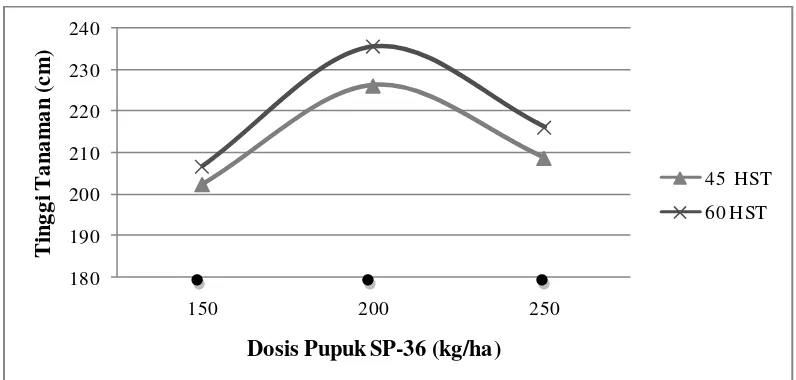 Gambar 6. Tinggi Tanaman Umur 45 dan 60 HST dengan  Dosis Pupuk SP-36. 
