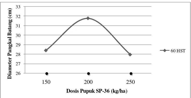 Gambar 7. Diameter Pangkal Batang Umur 60 HST dengan  dosis pupuk SP-36.  