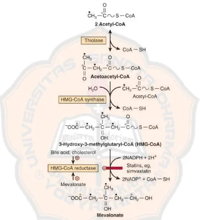 Gambar 3. Jalur penghambatan sintesis kolesterol oleh golongan statin (Murray, Granner dan Rodwell, 2009) 