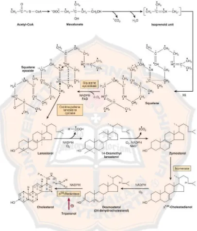 Gambar 4. Proses sintesis kolesterol (Murray dkk, 2009) 