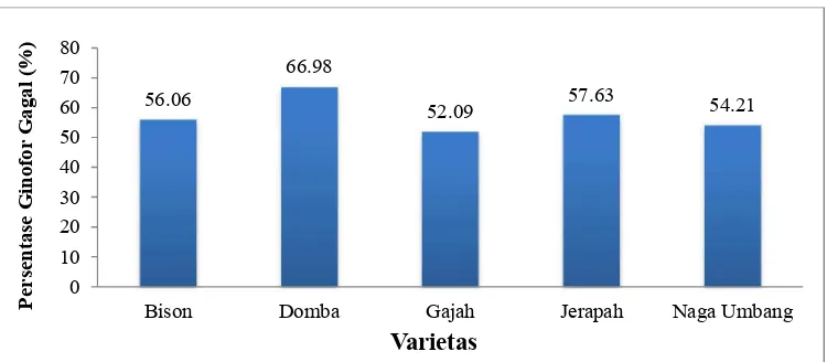 Gambar 3. Persentase ginofor gagal kacang tanah pada berbagai varietas. 