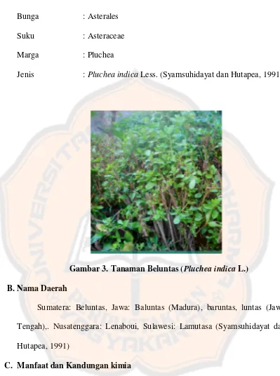 Gambar 3. Tanaman Beluntas (Pluchea indica L.) 