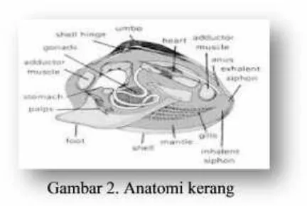 Gambar 2. Anatomi kerang