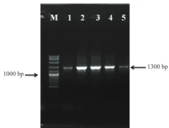 Gambar 1  Hasil amplifikasi gen β-1,4-glukanase B. 