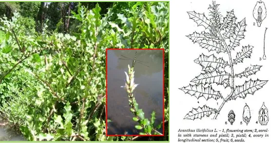 Gambar 2.2. Tumbuhan Acanthus ilicifolius (koleksi hidup dan ilustrasi). 
