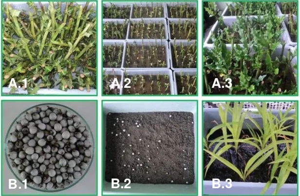 Gambar 4.1. Hasil perbanyakan tumbuhan Acanthus ilicifolius (A) (A.1 stek 