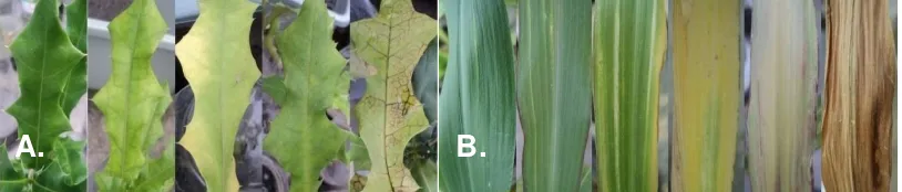 Gambar 4.3. Perubahan morfologi daun tumbuhan Acanthus ilicifolius (A) dan 