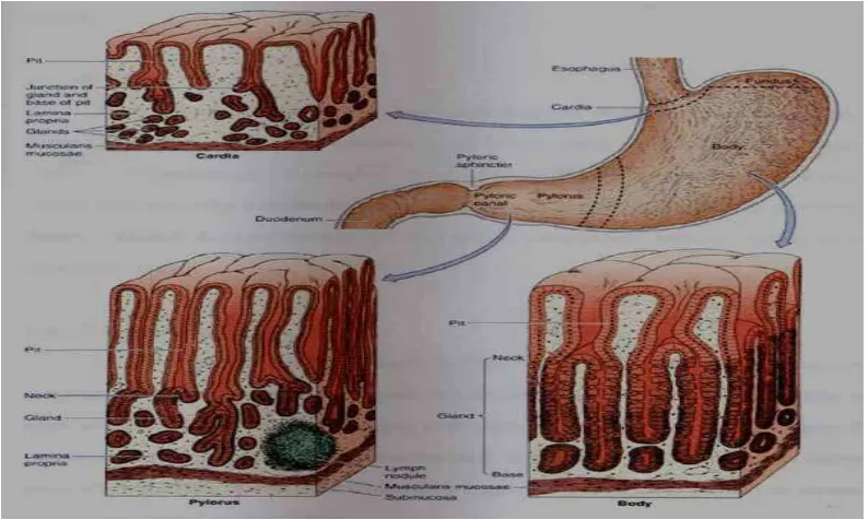 Gambar 2.1  Gambaran potongan lambung dan struktur histologi (Junqueira dan Carneiro, 2005)