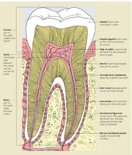 Gambar 7. Struktur jaringan periodonsium16 