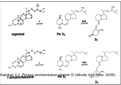 Gambar 2.2. Proses pembentukan vitamin D (dikutip dari Bikle, 2009). 